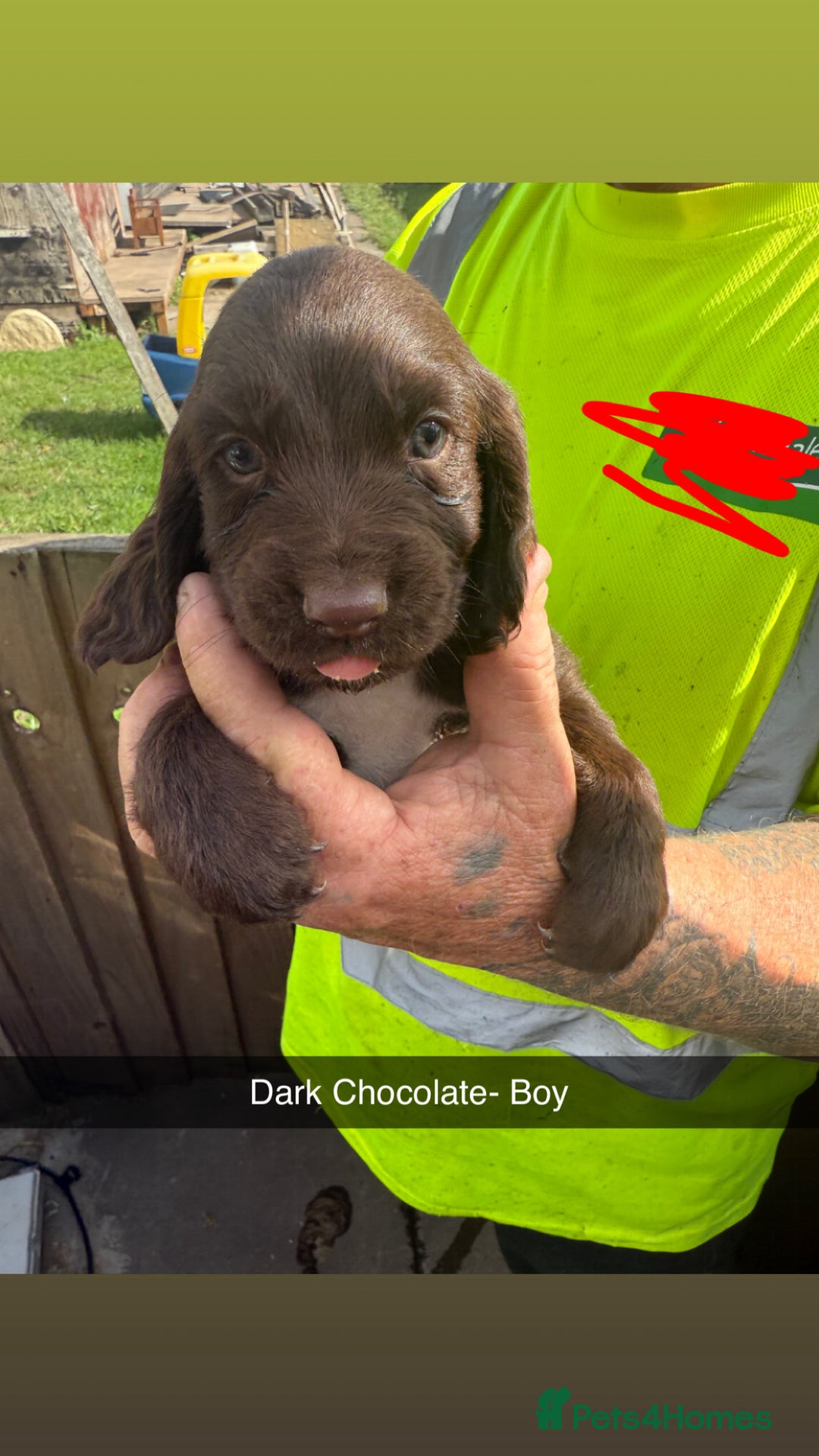 Cocker Spaniel dogs for sale: Cocker spaniel puppies  - Image 3