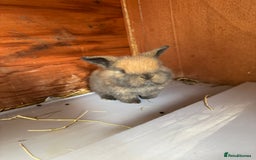 Mini Lop rabbits for sale: 8 beautiful lops  - Image 15