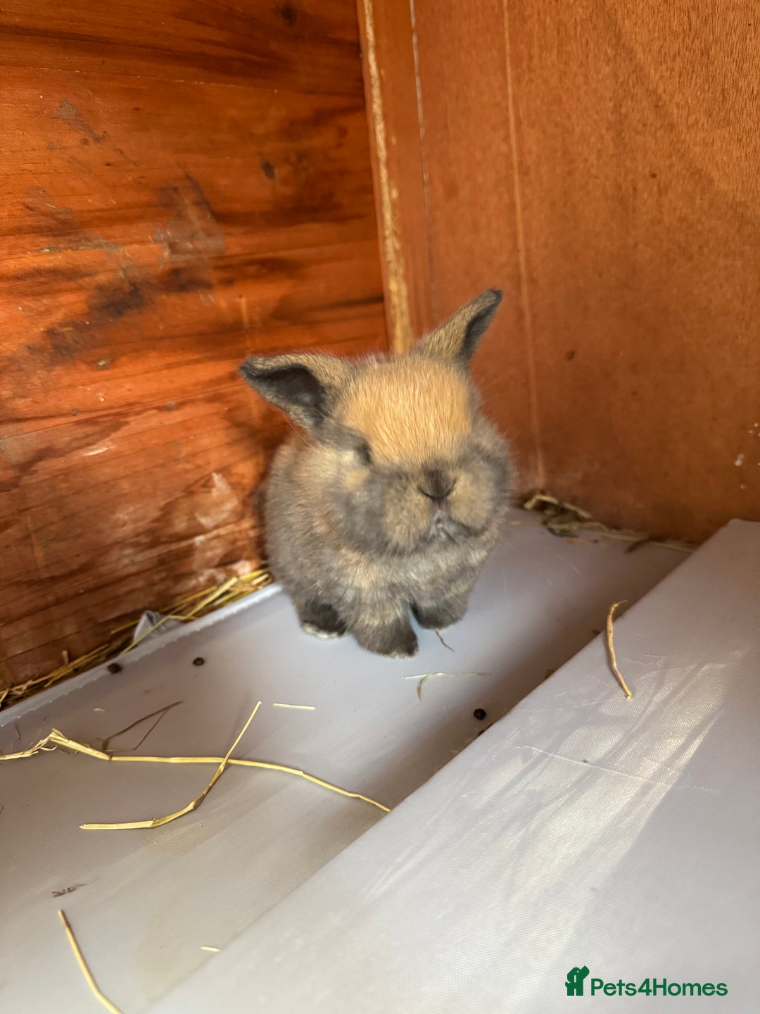 Mini Lop rabbits for sale: 8 beautiful lops  - Image 15