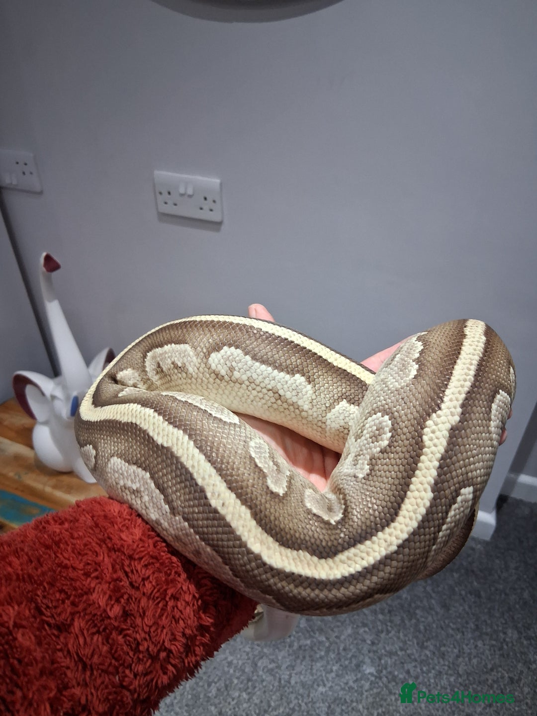 Python Snake reptiles for sale: Female Ball python - Advert 2