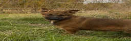 German Shepherd dogs for sale: Beautiful German shepherd x Belgian shepherd pups - Advert 11