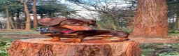 Mixed Breed dogs for sale: My beautiful Jack Russell X dachshund pups.  - Advert 2