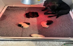 Labrador Retriever dogs for sale: Equal parts adventure and sofa buddies (Labradors) - Image 28