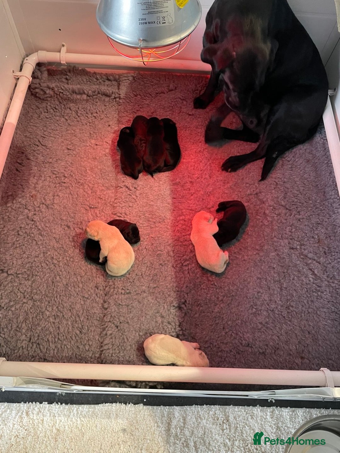 Labrador Retriever dogs for sale: Equal parts adventure and sofa buddies (Labradors) - Image 28
