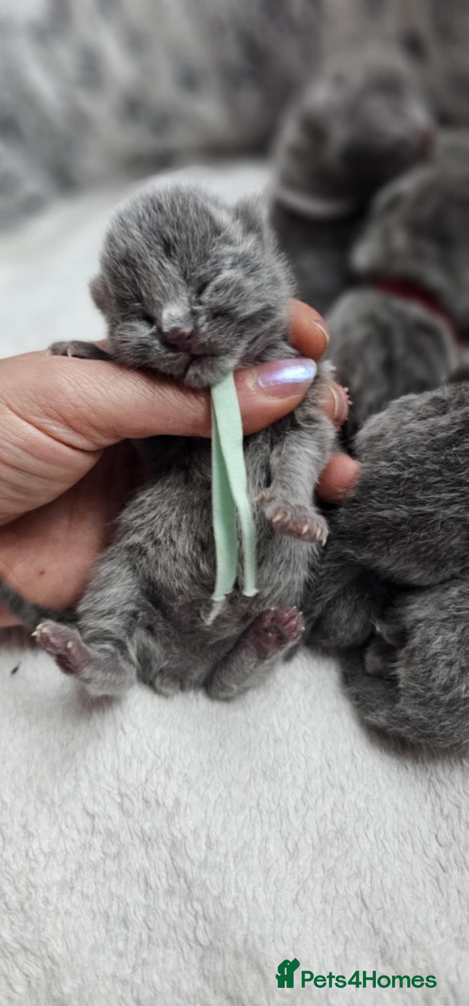 British Shorthair cats High-Quality British Shorthair Kittens GCCF - Advert 2