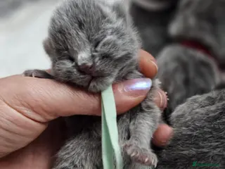 British Shorthair cats High-Quality British Shorthair Kittens GCCF - Advert 2