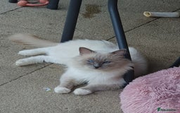 Ragdoll cats for sale: GCCF Active Blue Mitted Stud male for sale - Image 2