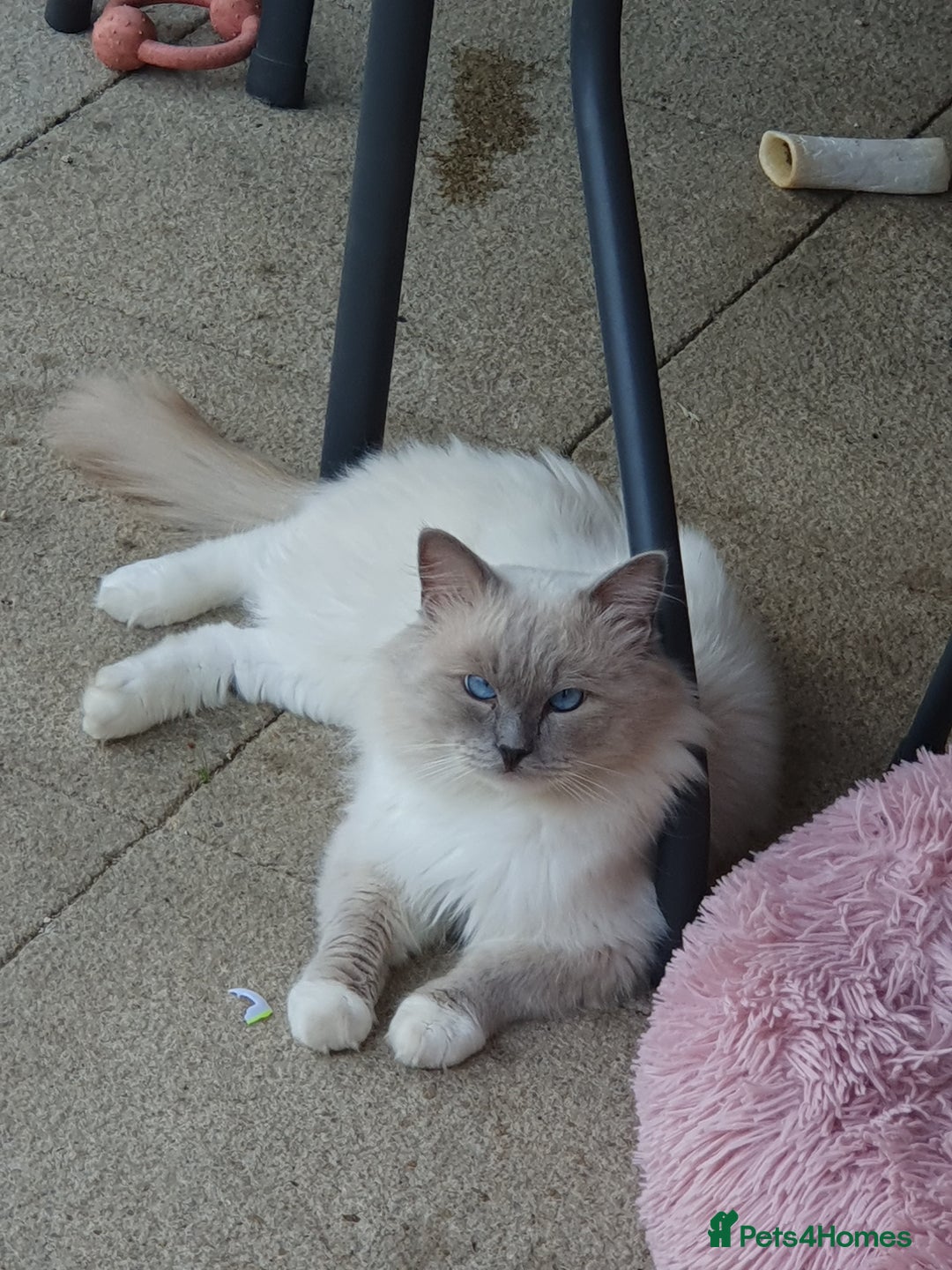 Ragdoll cats for sale: GCCF Active Blue Mitted Stud male for sale - Image 2
