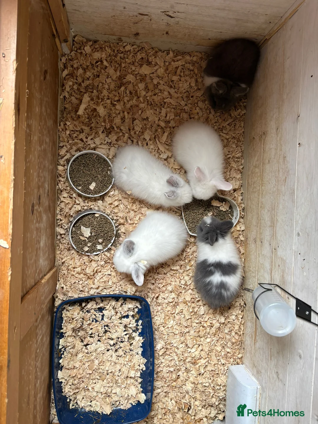 Mini Lion Lop rabbits for sale: Lion Lop Litter of Bunnies in Wolverhampton - Advert 1