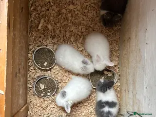 Mini Lion Lop rabbits Lion Lop Litter of Bunnies - Advert 1