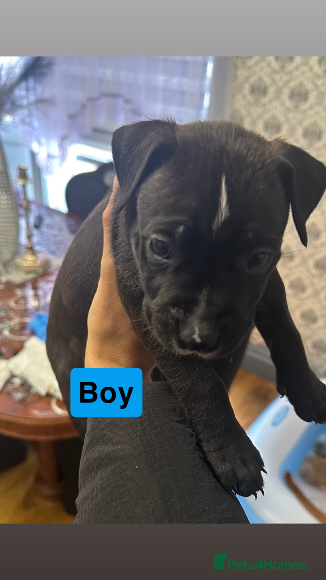 Mixed Breed dogs for sale: Canecorso/staffy puppies  - Image 3