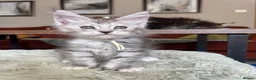 Maine Coon cats for sale: Superb quality Maine coon girls  - Advert 27