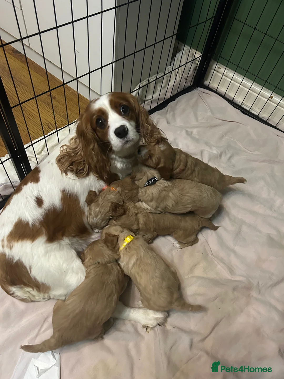 Cavapoo dogs for sale: 🌟 F1 Cavapoos for sale 🌟  - Advert 10