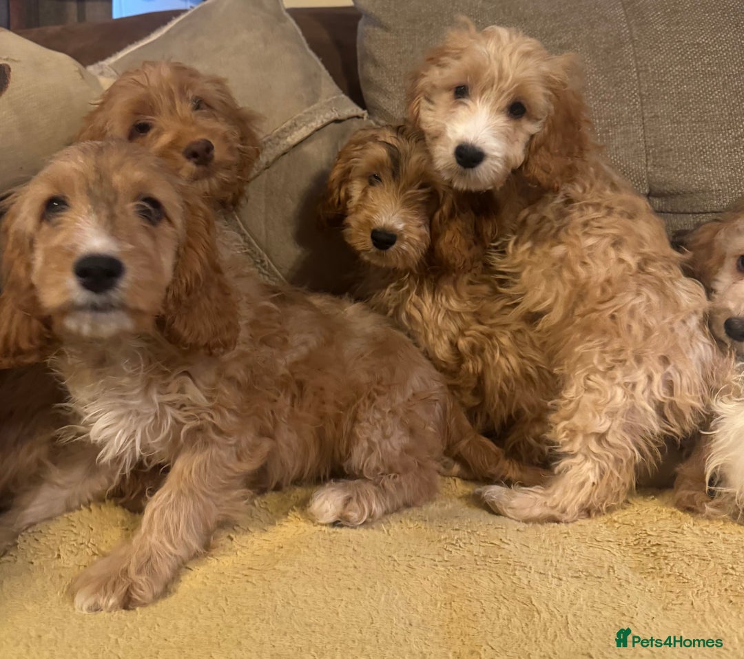 Cockapoo dogs for sale: 🐶 F1 Cockerpoo Puppies 🐶 - Image 3