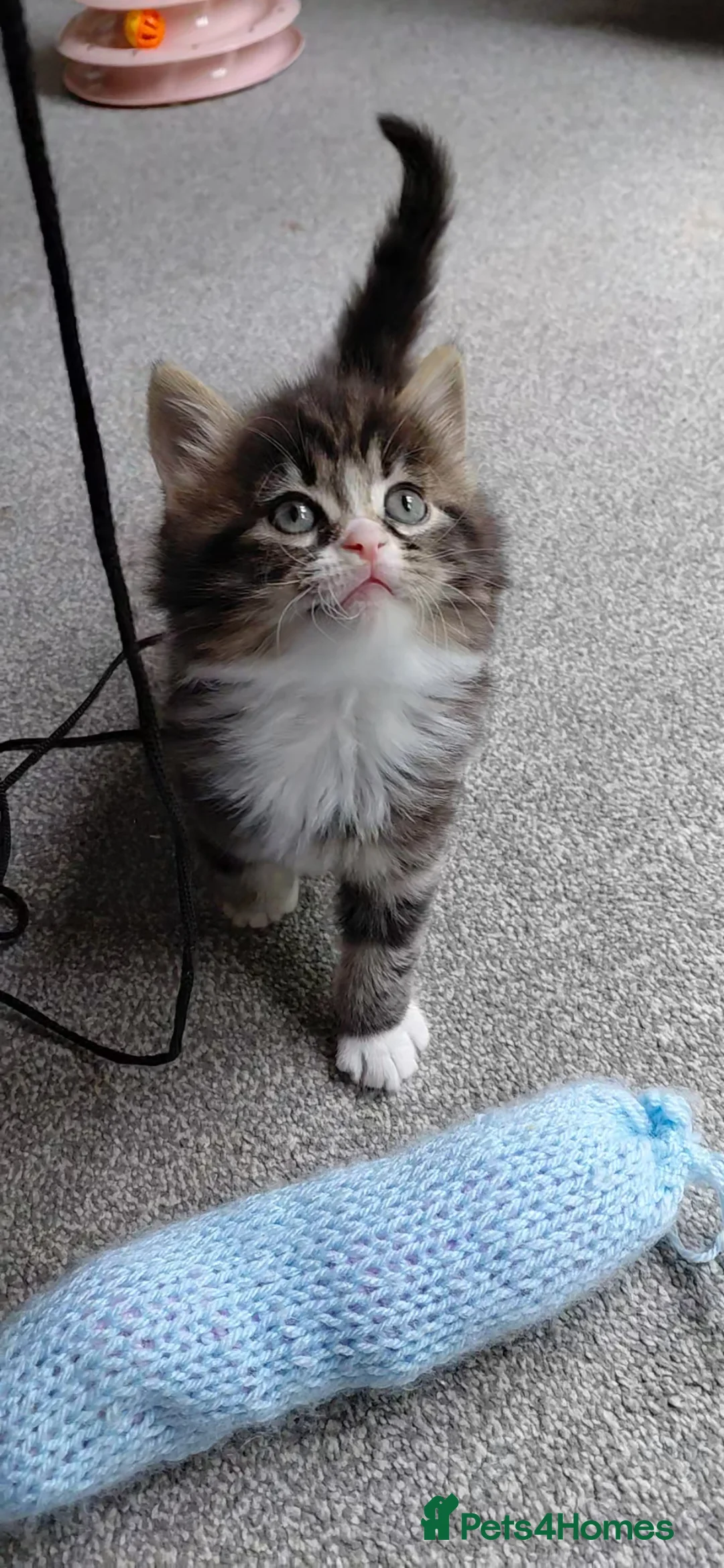 Siberian cats for sale: Lovely fluffy Kittens looking for new homes!  - Advert 1