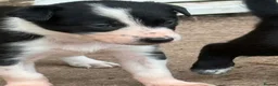 Border Collie dogs for sale: Fully Health Tested Border Collie Puppy For Sale in Coleford - Advert 25