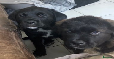 Mixed Breed dogs - Advert 3