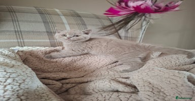 British Shorthair cats in Swadlincote - Advert 10