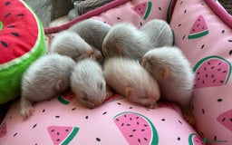Ferret rodents for sale: Ferrets for sale  - Image 6