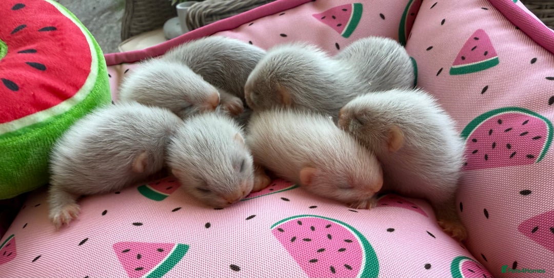 Ferret rodents for sale: Ferrets for sale  - Image 6