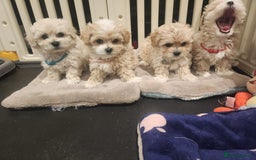 Maltipoo dogs for sale: Maltipoo F1, KC Parents Extensively DNA Clear   - Image 5