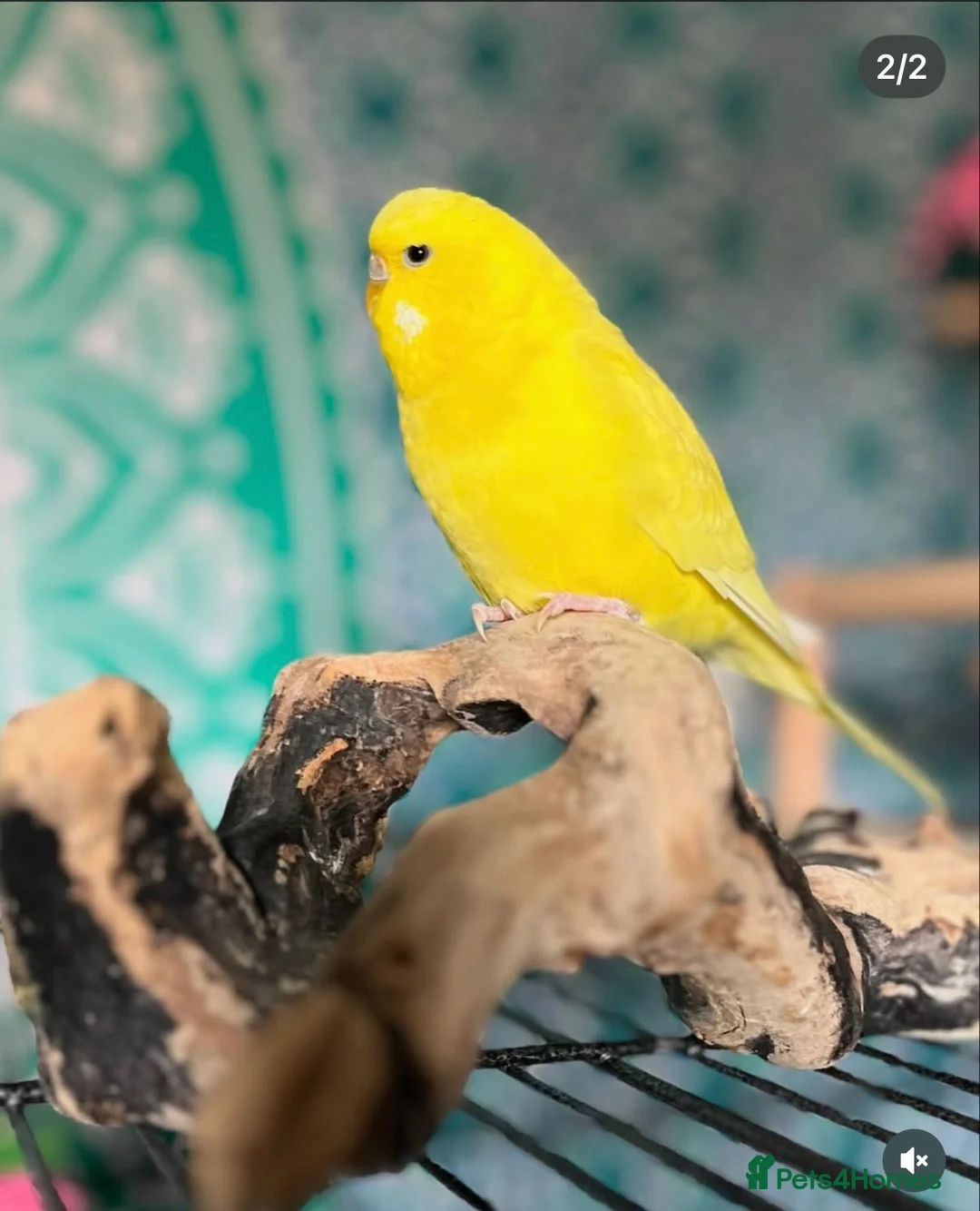 Budgerigars birds for sale: 4 Budgies  in Wellington - Advert 3