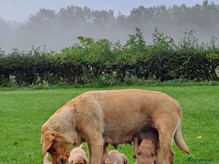 Labrador Retriever dogs - Advert 18