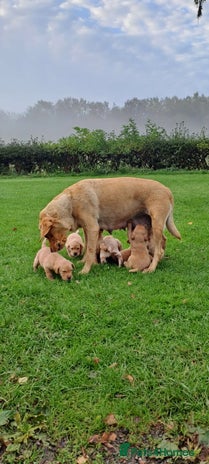 Labrador Retriever dogs - Advert 10