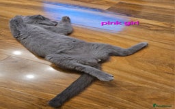 British Shorthair cats for sale: British Shorthair (last girl left) - Image 6