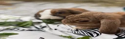 Mini Lop rabbits for sale: 2 Mini Lop Rabbits - 1 year old, bonded Pair  - Advert 13