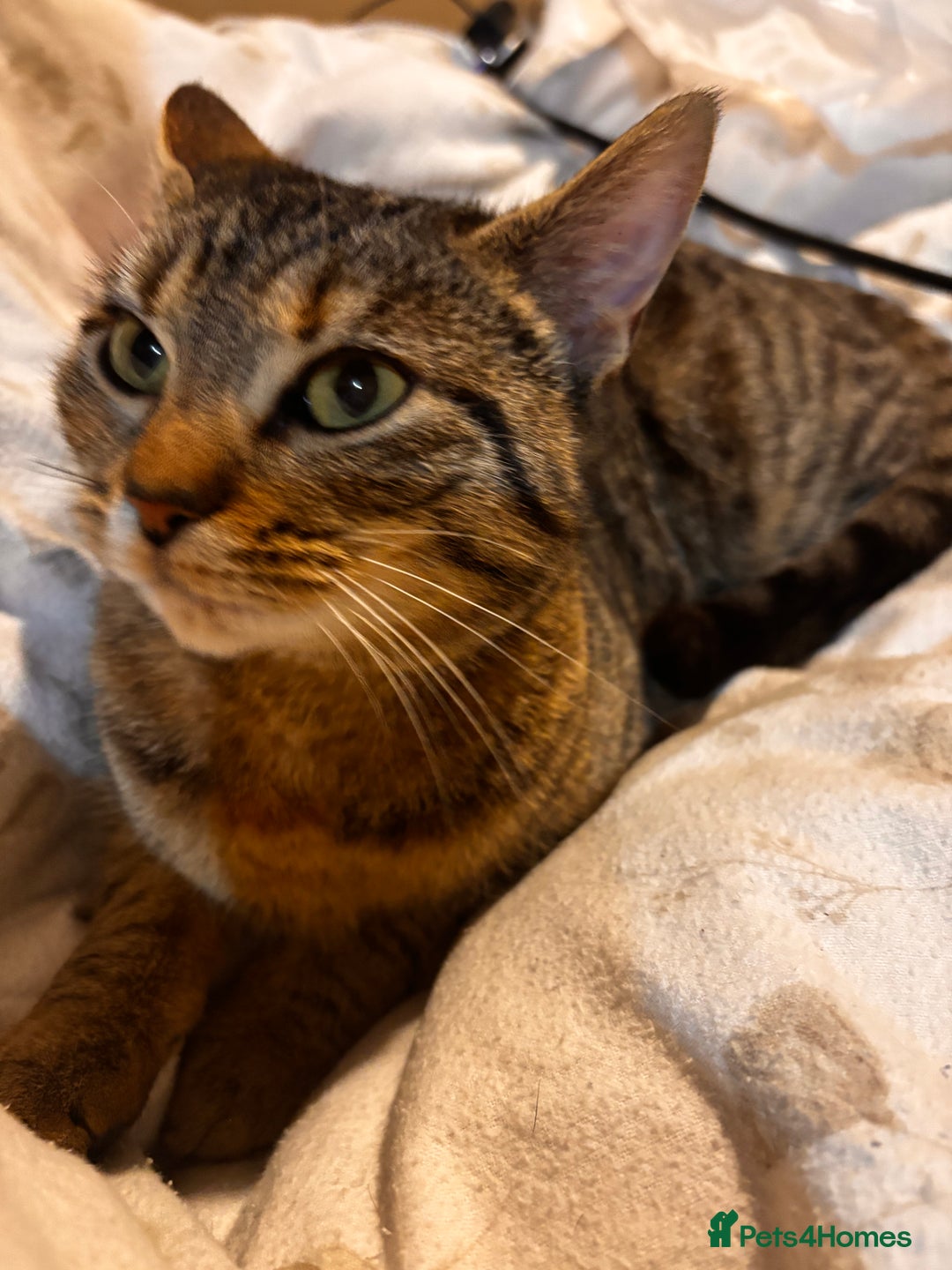 Mixed Breed cats for sale: This is Dolly 6 month old tabby cat - Advert 2