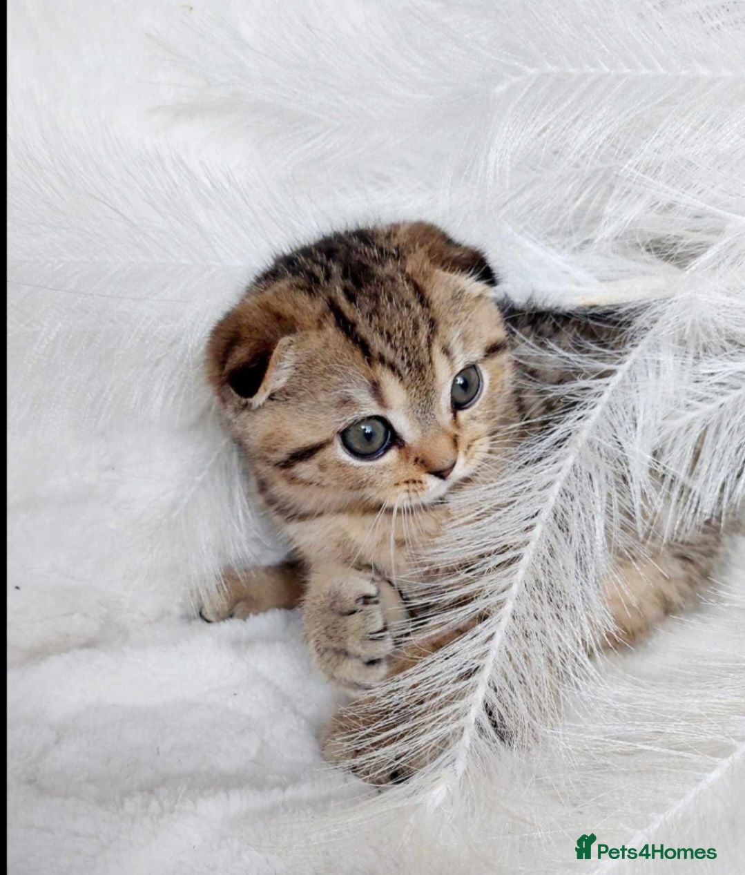Scottish Fold cats 30.05.26 - Advert 2