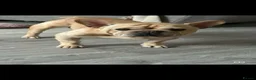 French Bulldog dogs for sale: French bulldog (read discription) - Advert 1