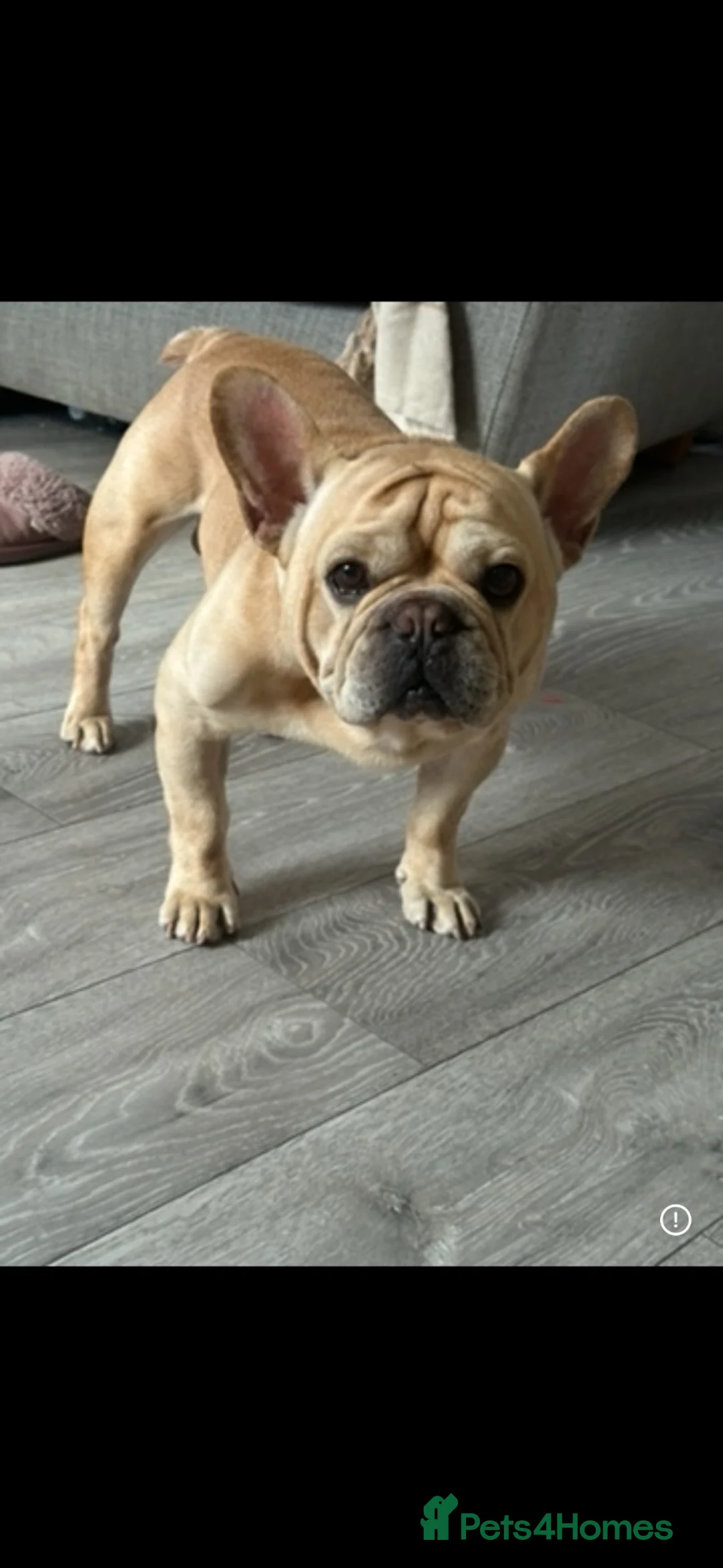 French Bulldog dogs for sale: French bulldog (read discription) - Advert 1