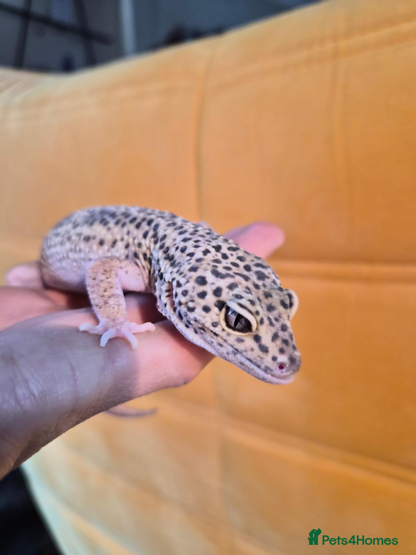 Leopard Gecko reptiles Leopard gecko - Advert 4