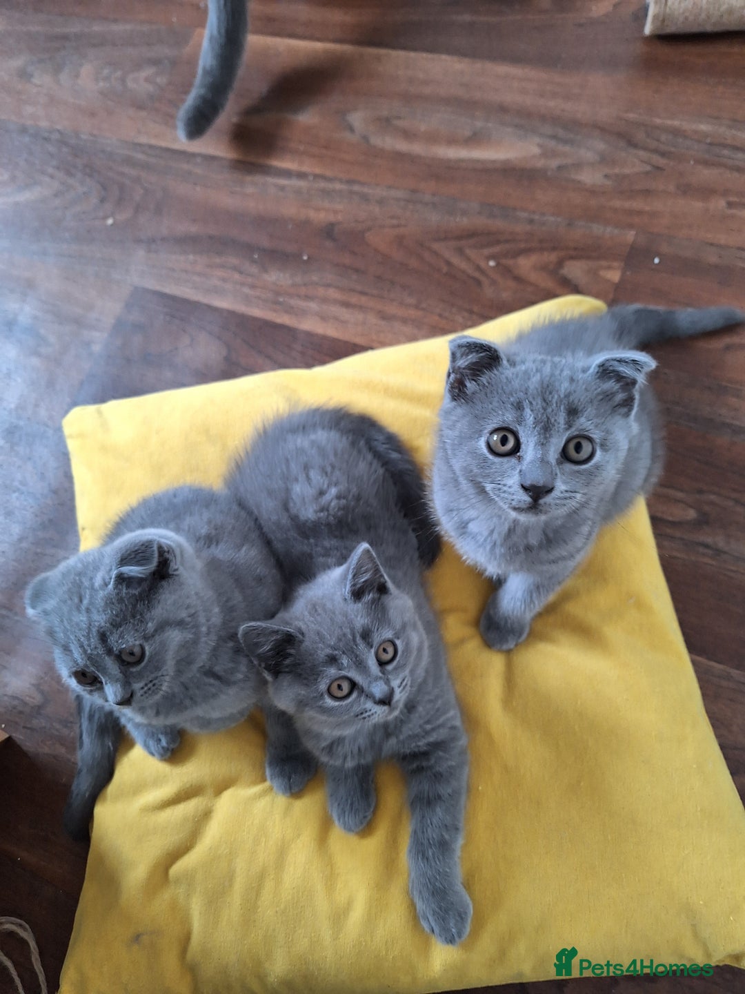 Scottish Fold cats for sale: Discount! Half price! Pure breed Scottish Fold  - Image 10