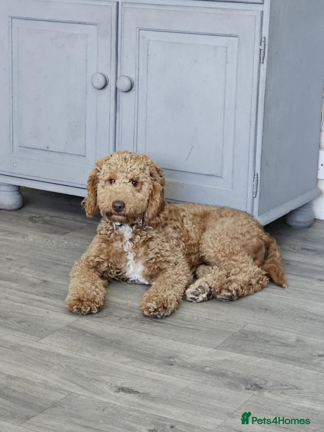 Mixed Breed dogs for sale: Male French x cockapoo  - Advert 4