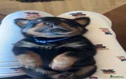 Rottweiler dogs for sale: Beautiful Rottweiler pups  - Image 20