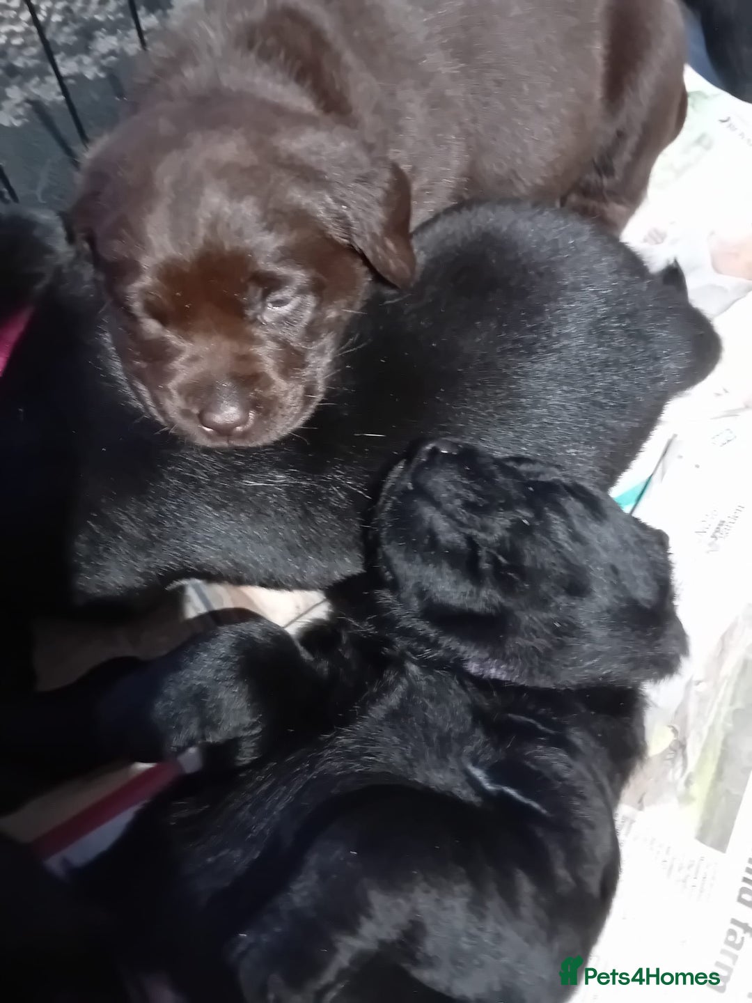 Labrador Retriever dogs for sale: Stunning chunky kc reg pups, parents health tested - Advert 8