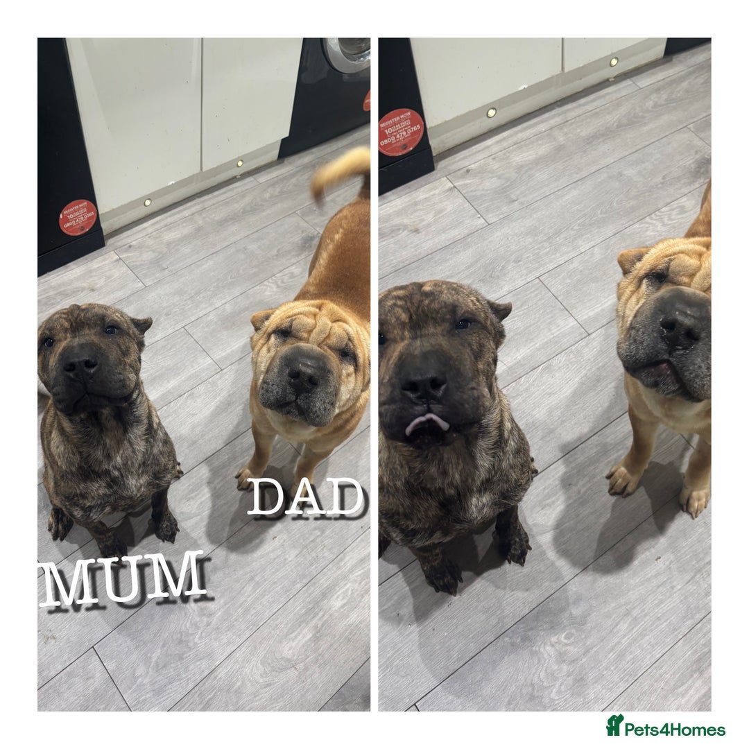 Shar Pei dogs for sale: SHAR PEI PUPS READY NOW - Advert 2