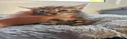 Mixed Breed cats for sale: Stunning Tabby kittens - Advert 3