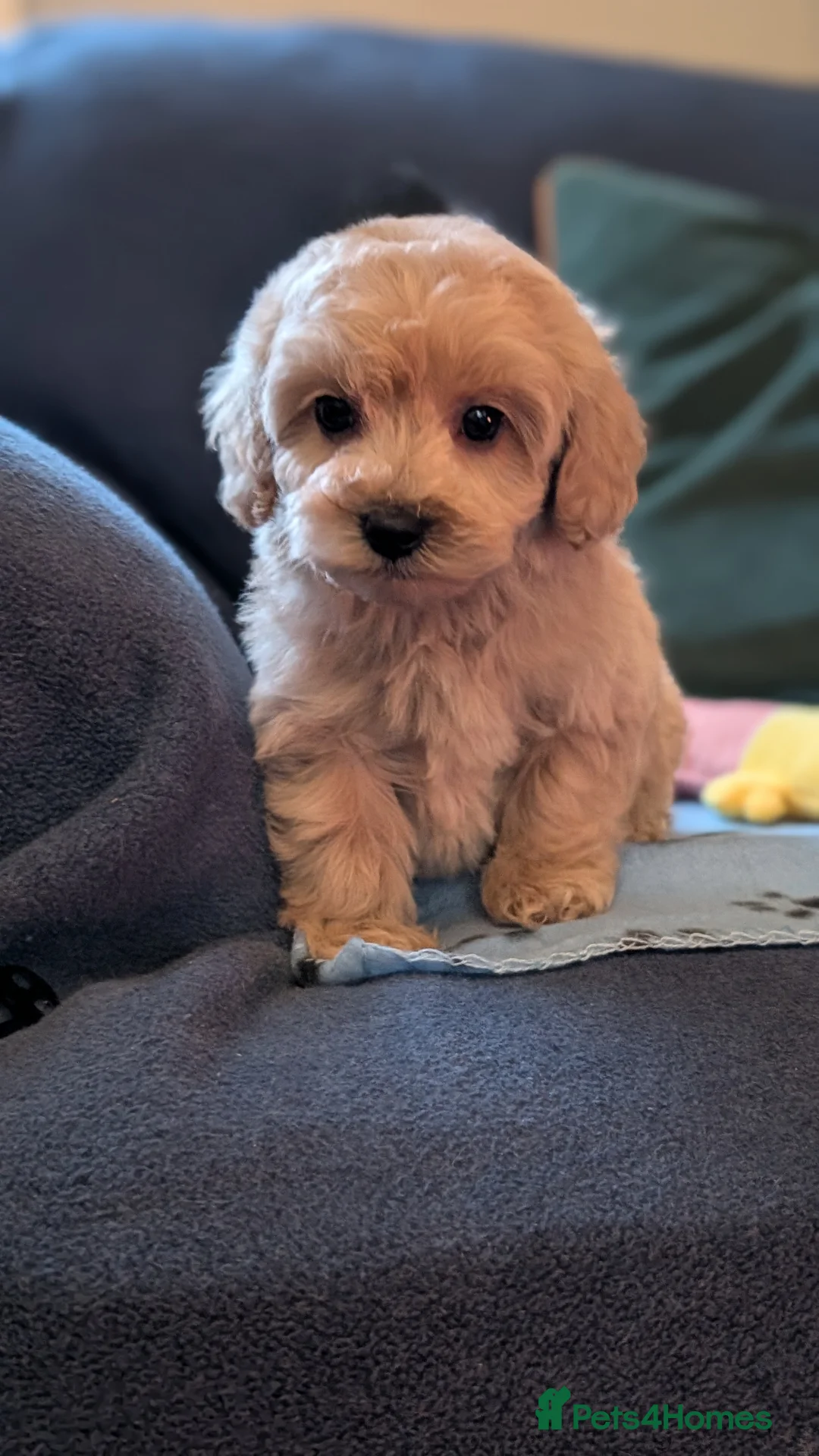 Maltipoo dogs for sale: Toy Maltipoo Puppies - READY NOW - Advert 20
