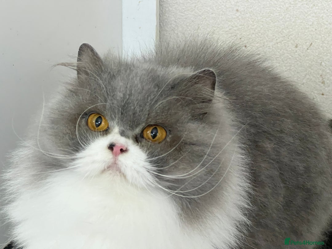 British Longhair cats for sale: Beautiful Blue and White British Longhair  - Advert 2