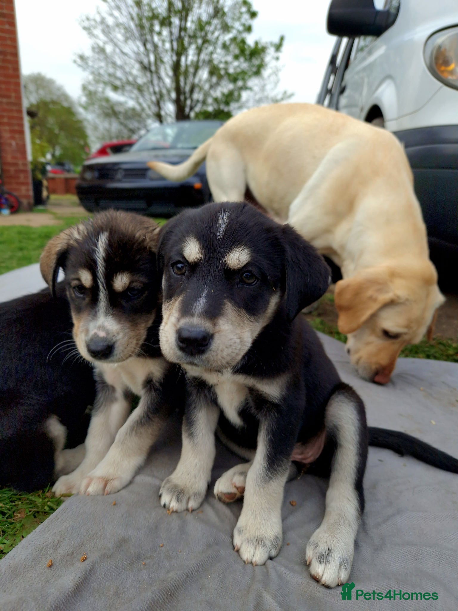 Mixed Breed dogs for sale: Unique BLUE EYED  Labrador and Husky puppies - Advert 1