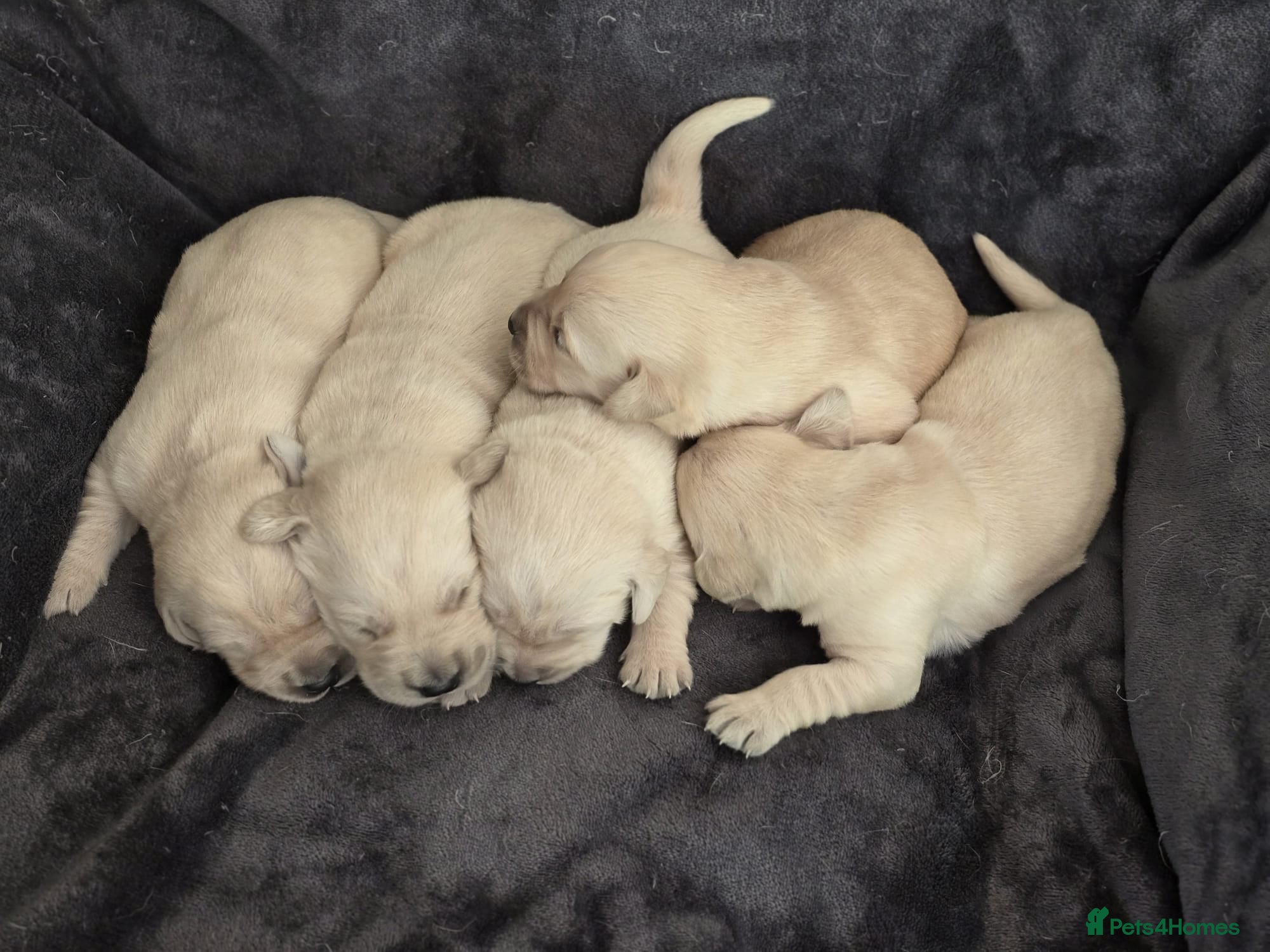 Goldador dogs 🐾 Beautiful Goldador Puppies Raised with Love 🐶 - Advert 2