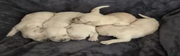 Goldador dogs for sale: 🐾 Beautiful Goldador Puppies Raised with Love 🐶 in Coventry - Advert 2