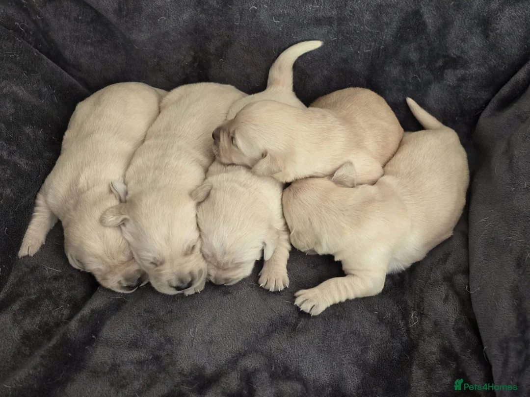 Goldador dogs for sale: 🐾 Beautiful Goldador Puppies Raised with Love 🐶 in Coventry - Advert 2