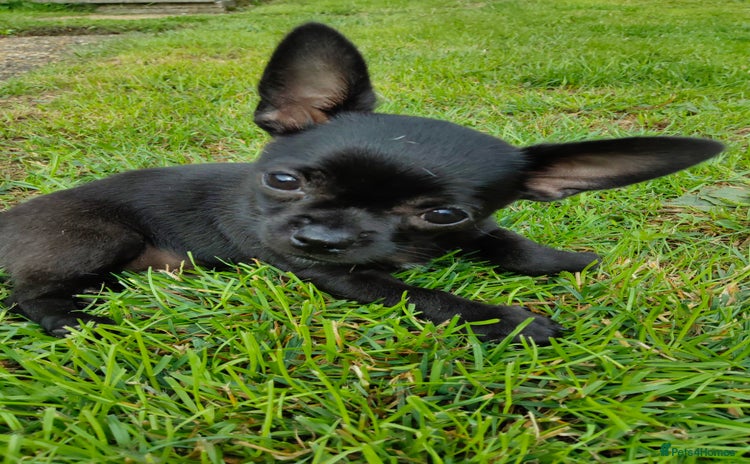 Chihuahua dogs - Advert 6