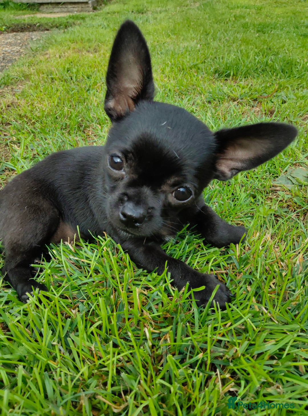 Chihuahua dogs for sale: Beautiful little KC reg black male Chihuahua  - Image 1
