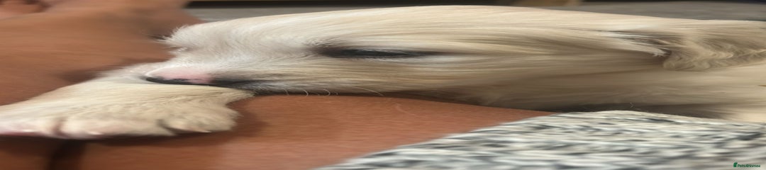 Golden Retriever Puppy 1 GIRL 